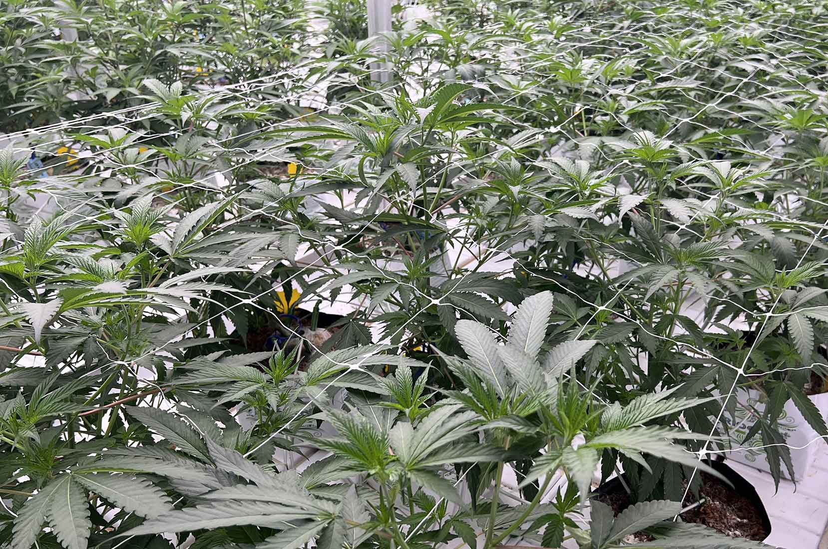 HUB cannabis Saginaw MI flowers