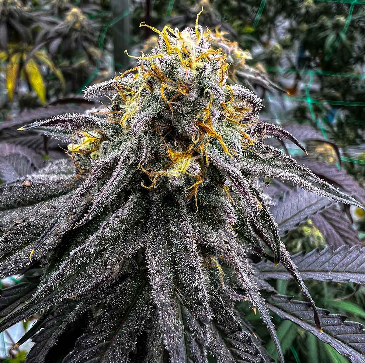 Legacy Cannabis genetics page